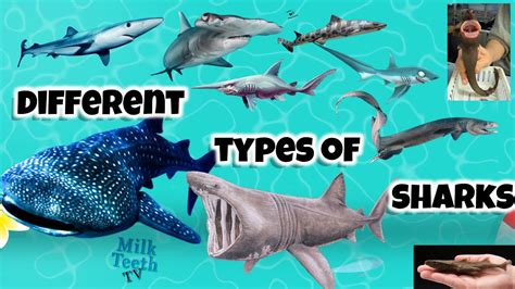 Different Types Of Sharks With Pictures Facts And Size Comparison With