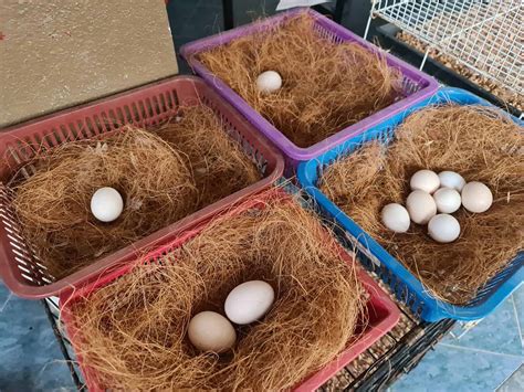 sebright chicken eggs height size and raising tips