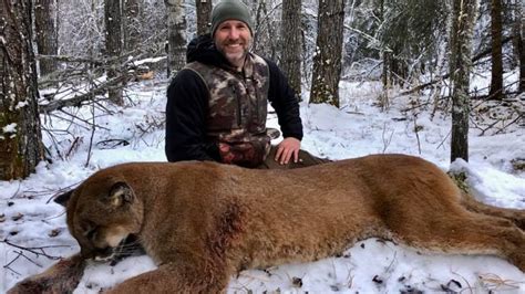 Online Outrage After Canadian Tv Host Kills Cougar In Northern Alberta