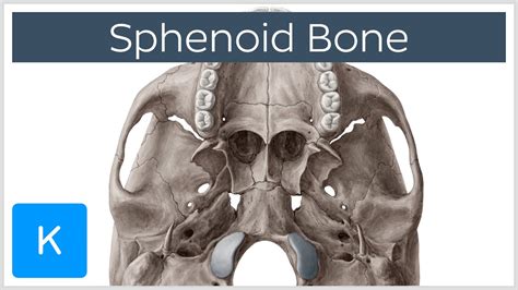 Sphenoid Bone Definition Location And Function Human Anatomy