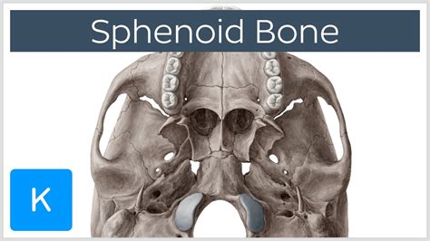 Sphenoid Bone - Definition, Location & Function - Human Anatomy