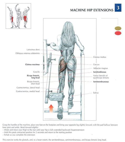 Glute muscle anatomy fitstep glute muscle anatomy shown in the second diagram are the gluteus medius and minimus which lie directly underneath the glute exercises. Pin on fitness tips and tricks