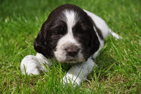 Check spelling or type a new query. springer spaniel puppies - Free Large Images
