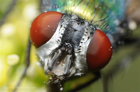 In Your (Fly) Face - BugPhoto.net