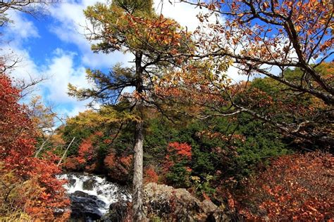 Imagen Gratis Madera Naturaleza Hoja Río Liquen Paisaje árbol