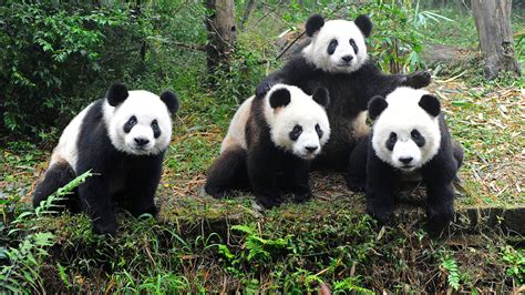 Giant Pandas Are No Longer Endangered Global Experts Declare