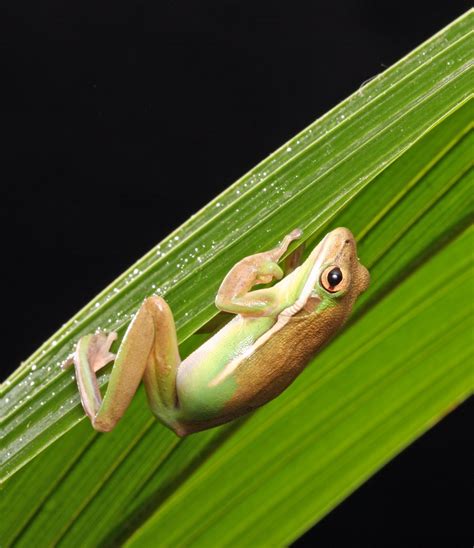 Frog On Palm Leaf Free Stock Photo Public Domain Pictures