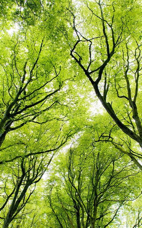 Wallpaper is a decorating and design tool that often gets a bad rap. Green Forest Canopy Wallpaper | MuralsWallpaper | Forest ...