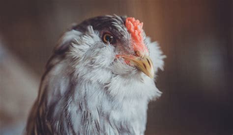 Breeds Of Chicken With Crazy Hair Farmhouse Guide