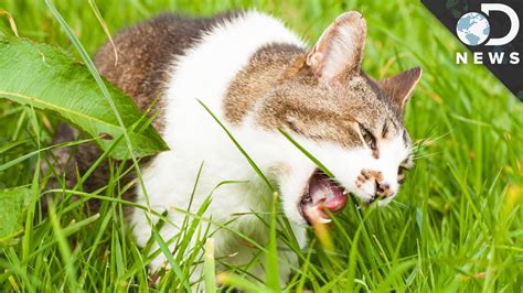 The cat needs to protect their digestive tract from intestinal parasites. Why Do Dogs And Cats Eat Grass? - YouTube