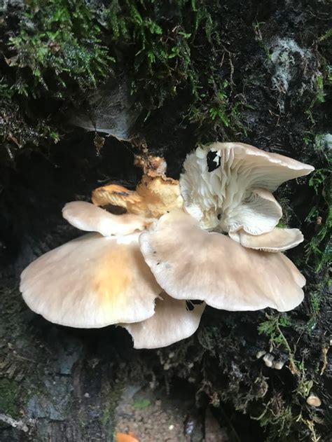 Oysters? Northern California : mycology