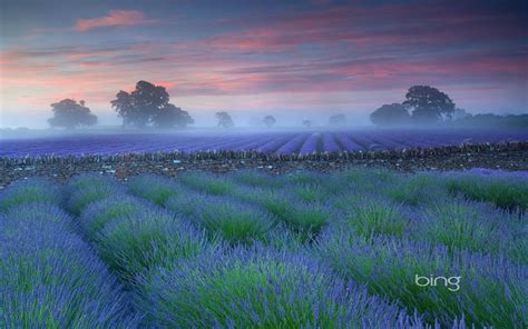 Lavender Fields Landscape Photography Growing Lavender