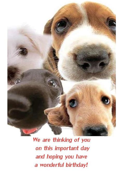 Dog Birthday Cards Facebook Happy Birthday Card With