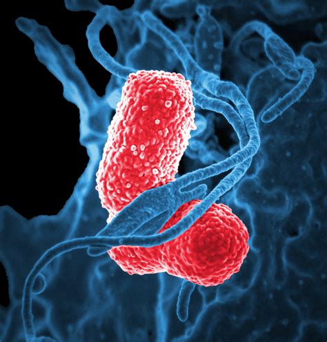Cocci may also occur in tetras or in packets of 8 toform a structure that appears like a cube such as the sarcina bacteria. Bacteria under a Microscope image - Free stock photo ...