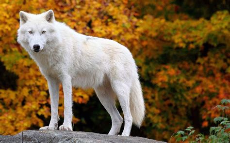 Arctic Wolf Wallpapers Wolf Background Images
