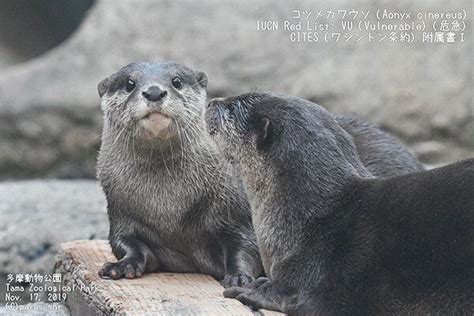 Human Uh How Long Have You Been Standing There — The Daily Otter