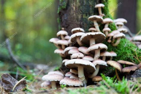 Grupo De Setas Comestibles Armillaria — Foto De Stock © Olechowski 8949686