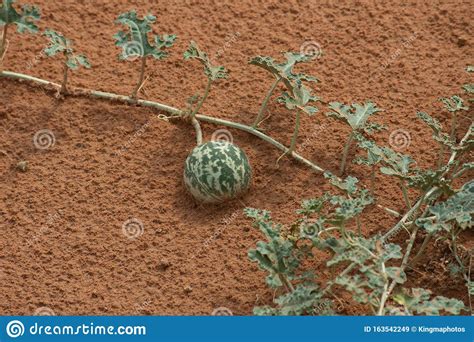 Desert Squash Citrullus Colocynthis Handhal In Den Sand In Den