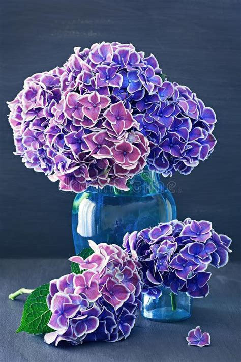 Purple Hydrangea Flowers Stock Photo Image Of Blooming 104111770