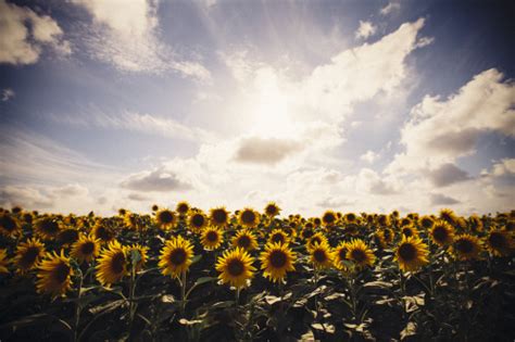 Maybe you would like to learn more about one of these? sunflower summer | Tumblr