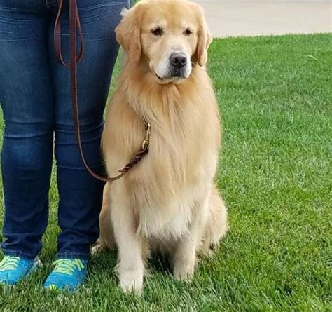 Love a golden rescue (see missouri). Golden Retriever Puppy for Sale - Adoption, Rescue for ...