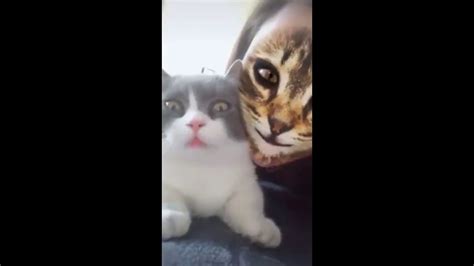 Ekspresi lucu kucing lagi diomelin sama omnye molly sikucing manjah senior. Ekspresi lucu kucing - YouTube