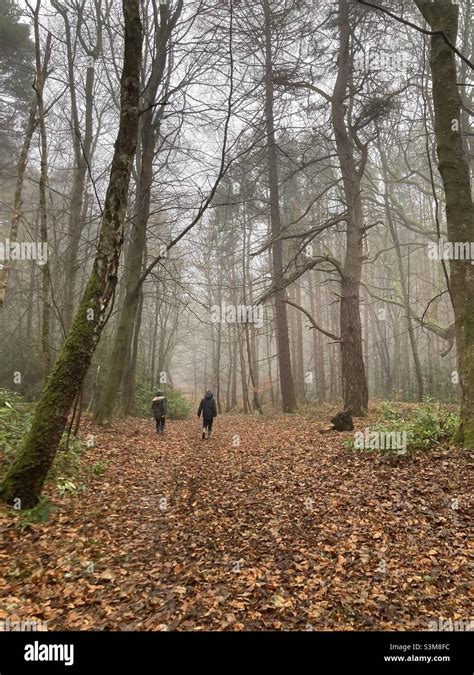 Children Walking In The Woods Stock Photo Alamy