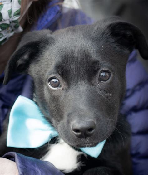 Collie And Labrador Retriever Mix Spots Last Stop