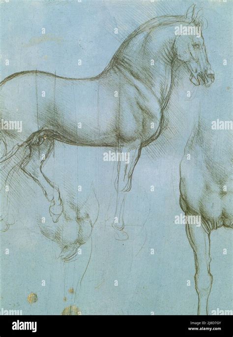 Leonardo Da Vincimetalpoint Studies Of A Horse Stock Photo Alamy