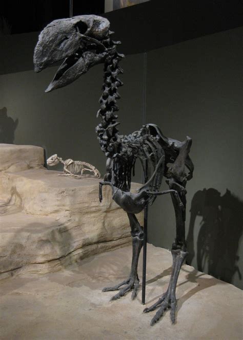 Gastornis Dinosaur Fossils Prehistoric Creatures Large Flightless Bird