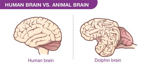 Major Difference Between Human And Animal Brain