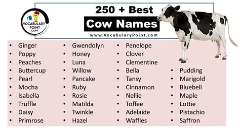 250 Best Cow Names Cute Funnyand Unique Vocabulary Point