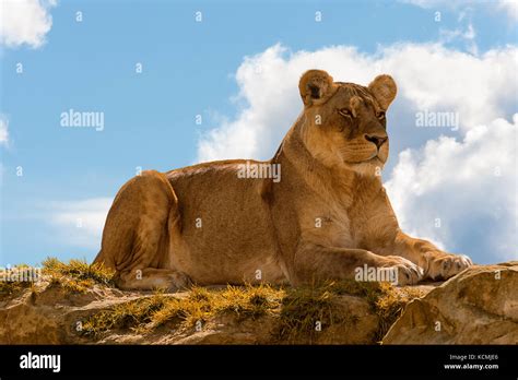 Female Lion Panthera Leo Standing On The Top Of A Rock On Blue Cloudy
