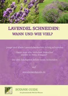 Wann und wo wird lavendel gepflanzt? Lavendel schneiden: Wann und wie viel? | Lavendel ...
