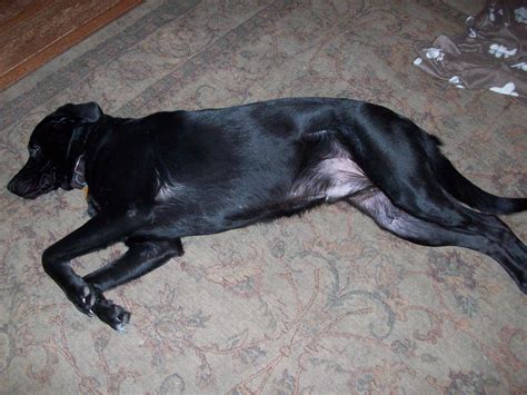 Jake All Worn Out Something Something Animals Dogs