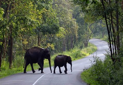 4 Days Calicut Wayanad Tour Packages Holidays In Wayanad