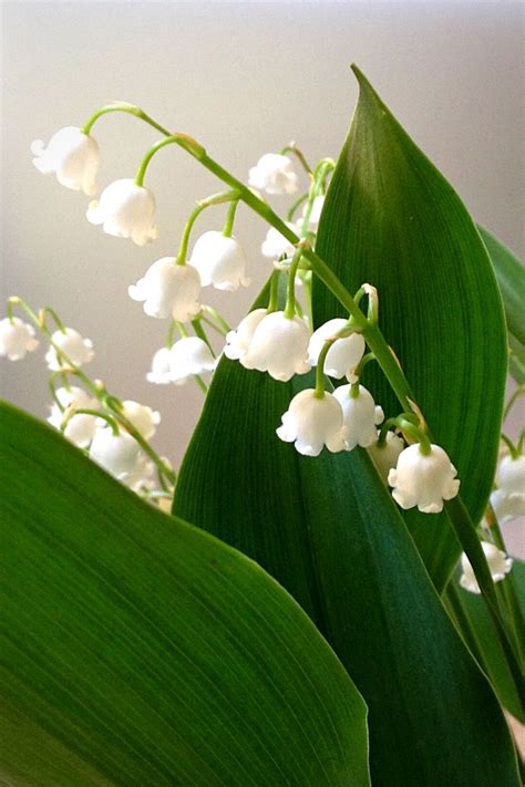 May Birth Flower The Delicate And Fragrant Lily Of The Valley Article