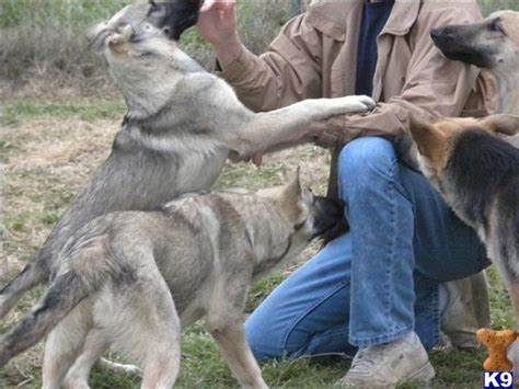 German shepherds have distinct color patterns that include sable, black, white, black & red, black & silver and black & gold. Silver Sable German Shepherd Puppies - Taya A Dance In The Moonlight Akc Silver Sable German ...