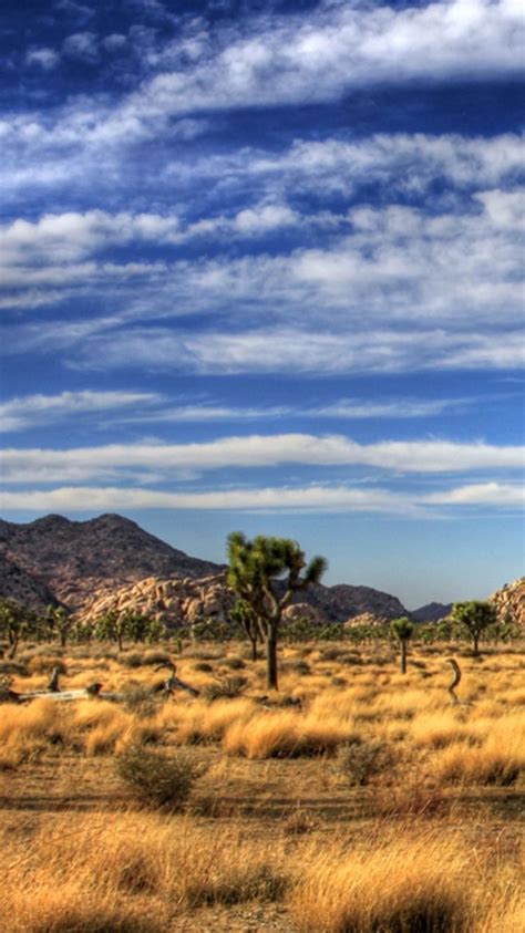 Joshua Tree Wallpapers Top Free Joshua Tree Backgrounds Wallpaperaccess