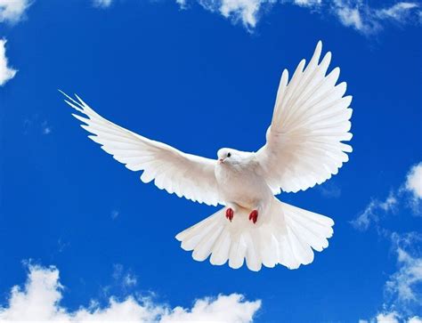 Peace Scripture Quotes For Encouragement Dove Pictures