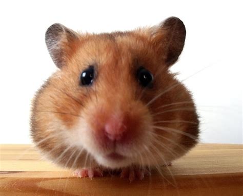 Cute And Funny Hamster Video Did I Get Your Attention