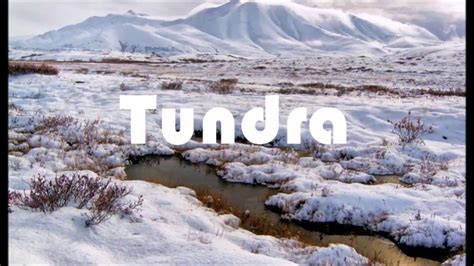 Tundra Biomas Youtube