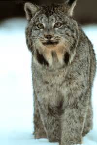 It is a spotted cat with tan, grayish or cinnamon colored fur with rows of dark brown spots along the body. North American Small Wild Cats | International Society For ...