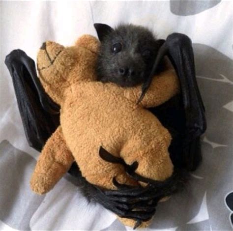 Adorable Bat Hugging His Stuffy Raww