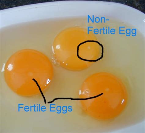So here we go with a look at what eggs. Fertile or Not