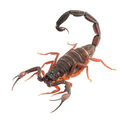 Maybe you would like to learn more about one of these? Types of Florida scorpions - deBugged