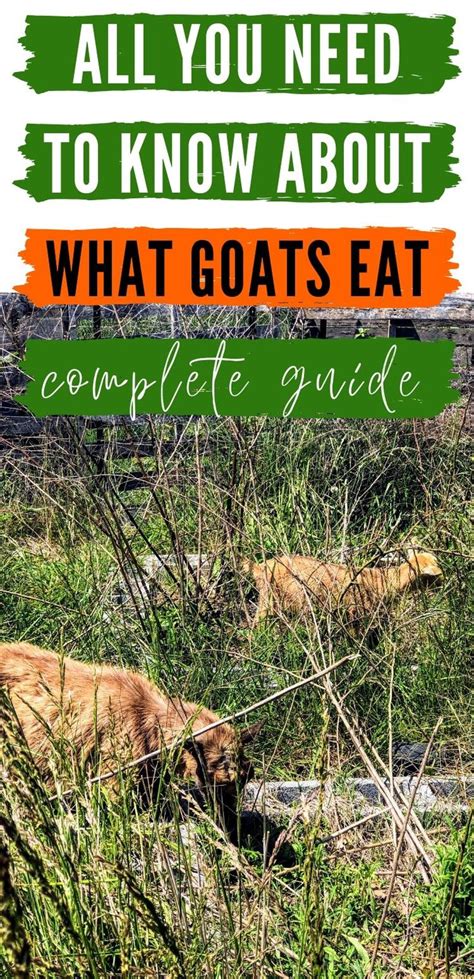 What Do Goats Eat A Guide To Feeding Your Goats Goats Raising Goats