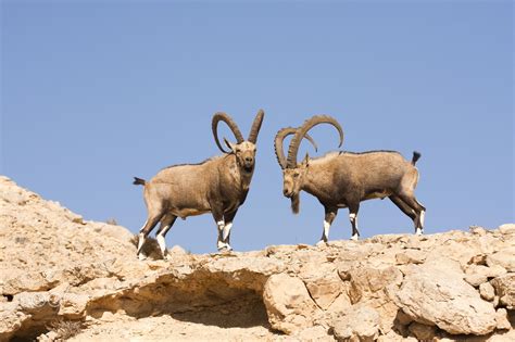 Wild Animals To Look Out For When Touring Israel