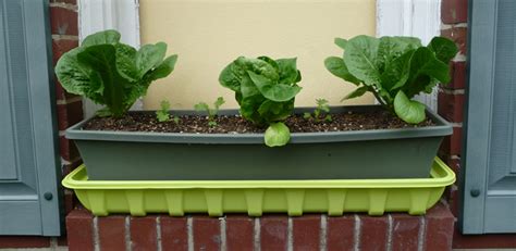 Gardening In Self Watering Planters And Containers