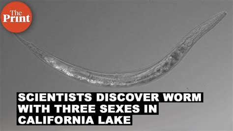 Scientists Discover Worm With Three Sexes In California Lake Youtube